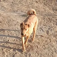 واگذاری سگ|سگ|شاهینشهر, گرگاب|دیوار