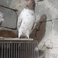 کبوتر پرشی|پرنده|اشنویه, |دیوار