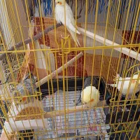 طوطی عروس|پرنده|هشتگرد, هشتگرد قدیم|دیوار