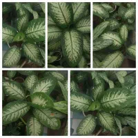 فروش انواع گل خانگی