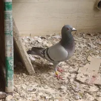 کبوتر پلاکی مسافتی  نامور