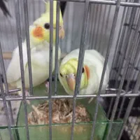 عروس هلندی