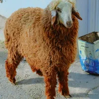 بره دوعدد عراقی اصل شرط الجنی فروش فوری