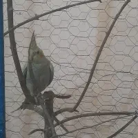 عروس هلندی