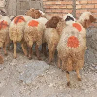 گوسفند آبستن داشتی|حیوانات مزرعه|ملکشاهی, |دیوار