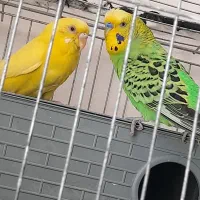 جفت مرغ عشق