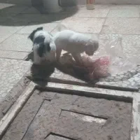 یک قلاده سگ و چهار توله  دو ماه|سگ|آران و بیدگل, |دیوار