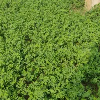 بذر یونجه|گل و گیاه طبیعی|پارس‌آباد, |دیوار