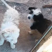 پاکوتاه خوشگل