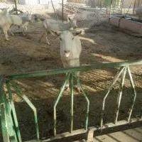 فروش بز سانن اصیل|حیوانات مزرعه|پیر بکران, |دیوار