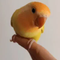 جوجه طوطی برزیلی اوپال فول رام