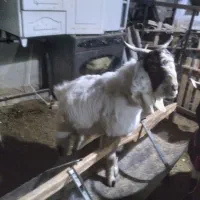 بز پاکستانی|حیوانات مزرعه|مشهد, آبکوه|دیوار