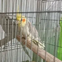 عروس هلندی|پرنده|تهران, افسریه شمالی|دیوار