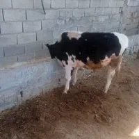 گوساله نریک‌ ساله