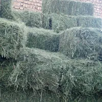 پرس یونجه