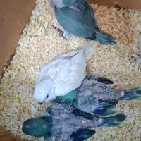 طوطی راهب سفید.آبی تراکویس