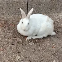 خرگوش چاق و چله و مناسب سرگرمی