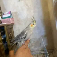 عروس هلندی ماده مست مست|پرنده|اسلامشهر, مطهری|دیوار