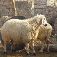 میش و بره و آبستن نزدیک زا