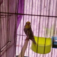 یک جفت مرغ عشق با قفس و تمام وسایل|پرنده|گلبهار, شهر جدید گلبهار|دیوار