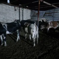 گوساله نر|حیوانات مزرعه|مسجد سلیمان, |دیوار