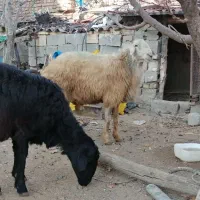 دوعدد قوچ جوان