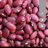 لوبیا قرمز 200 کیلو بوجاری کیسه سی کیلو قیمت 210