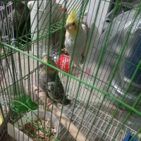 تضمینی عروس هلندی با سه تا|پرنده|سلماس, |دیوار