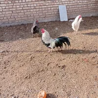 خروس دو ساله فونیکس دم دراز