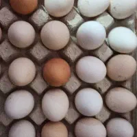 تخم مرغ  زرد طلایی خوراکی