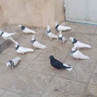 کفتر طوقی صحرایی|پرنده|همدان, |دیوار