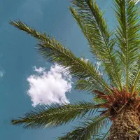 کارگر خانم برای بسته بندی خرما
