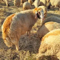 قوچ سنجابی درجه ۱