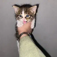 بچه گربه واگذاری