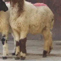 بره گوسفند نر بز گاو میش