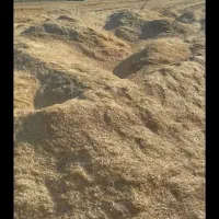 فروش ۷۰ تن کاه دیم درجه یک