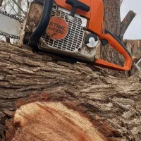 خرید انواع چوب ومو|خدمات باغبانی و درختکاری|لیلان, |دیوار