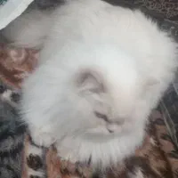 گربه پرشین فوری