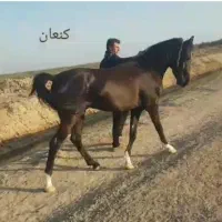 اسب