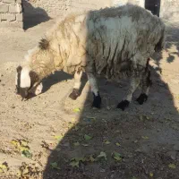 گوسفند مری دورگ|حیوانات مزرعه|هامون, |دیوار