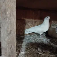 ماده جوانه بالغ  سالم