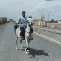 فروش اسب