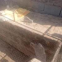 کت اهنی سوراخ تمیز کار درست|لوازم جانبی حیوانات|رفسنجان, |دیوار