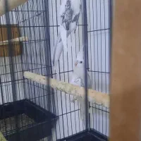 عروس هلندی دوکت پروانه ای آلبینو ولوتینو مولد|پرنده|جاسک, |دیوار