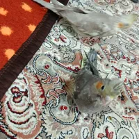 عروس هلندی|پرنده|پاکدشت, حصار امیر|دیوار