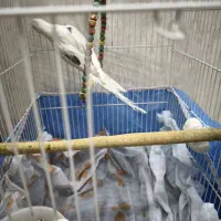 عروس هلندی سخنگو البینو