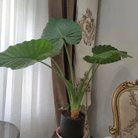 گل بابا آدم|گل و گیاه طبیعی|مشهد, هنرستان|دیوار