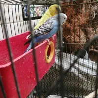 چهار مرغ عشق دررنگهای مختلف|پرنده|شهرضا, |دیوار