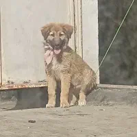 توله سگ ژرمن