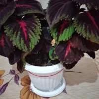 گل حسن یوسف